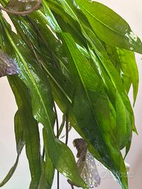 Piante acquario e caridine red cherry