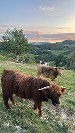 Mucche Highland Cattle