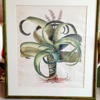 Stampa serie botanica