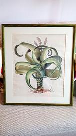 Stampa serie botanica