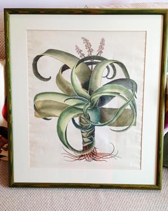 Stampa serie botanica