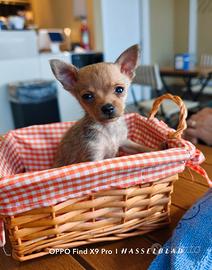 Pinscher nano puro