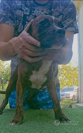 Pitbull