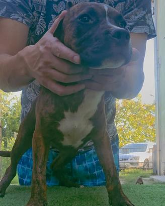 Pitbull