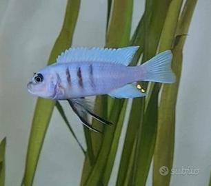 Pesci acquario Ciclidi Africani MALAWI
