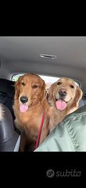 Cuccioli Golden Retriver
