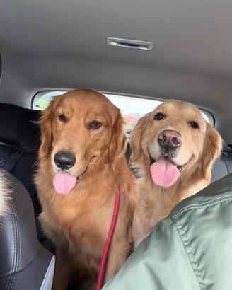 Cuccioli Golden Retriver