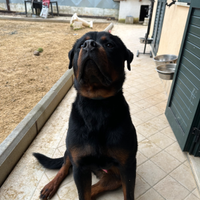 Rottweiler maschio con pedigree