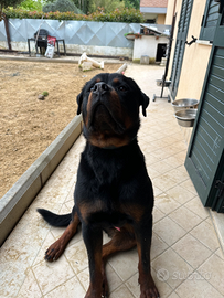 Rottweiler maschio con pedigree