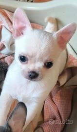 Chihuahua Maschio