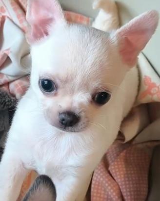 Chihuahua Maschio