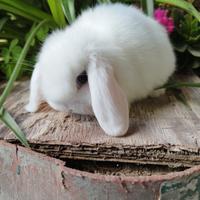 Coniglio nano ariete