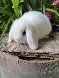 Coniglio nano ariete