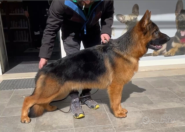 Pastore Tedesco Maschio