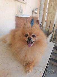 Spitz Pomerania tedesco