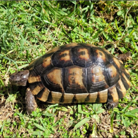 Margi.nata femmina adulta