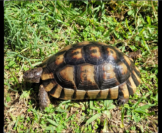 Margi.nata femmina adulta