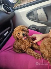Cane mini tois