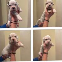 Cuccioli di razza Boxer Bianchi