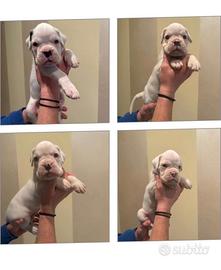 Cuccioli di razza Boxer Bianchi
