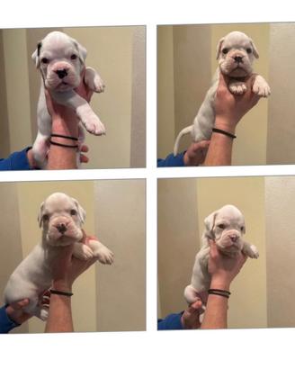 Cuccioli di razza Boxer Bianchi