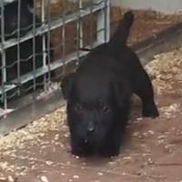 Patterdale Terriers