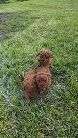 Barboncino mini mini toy