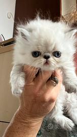 Cucciolo di gatto persiano