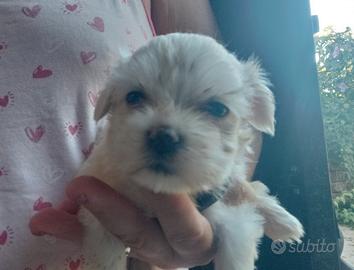 Razza maltese