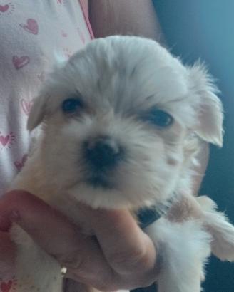Razza maltese