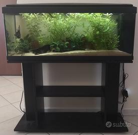 Acquario Milo 120 litri 