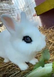 Coniglio Nano Hotot testa di leone