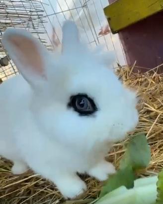 Coniglio Nano Hotot testa di leone