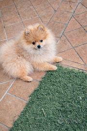 Volpino Pomerania pedigree enci
