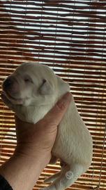 Labrador miele
