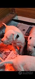Dogo argentino