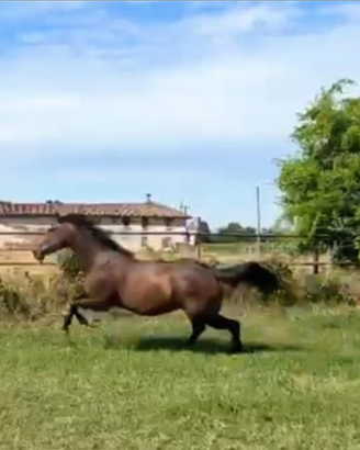 Cavalla psi 9 anni
