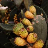5 Pale di Fico d'india color arancio/rosse Opuntia