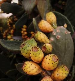 5 Pale di Fico d'india color arancio/rosse Opuntia