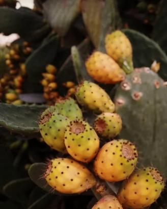 5 Pale di Fico d'india color arancio/rosse Opuntia