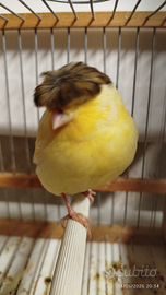 Disponibili pulli di canarino 2025