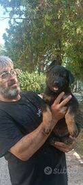 cane pastore tedesco 