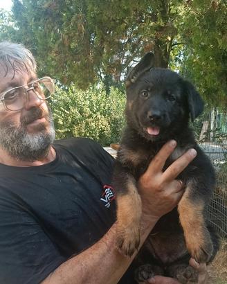 cane pastore tedesco 