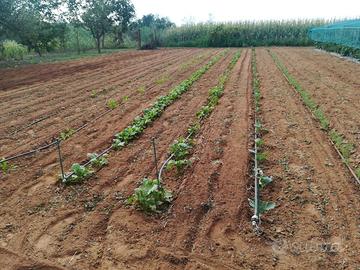 Terreno agricolo