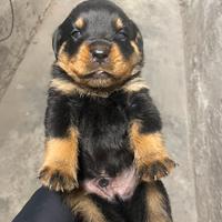 Rottweiler cuccioli