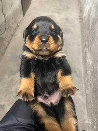 Rottweiler cuccioli