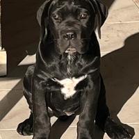 Cuccioli cane corso
