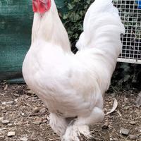 Gallo langshan croad