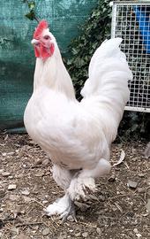 Gallo langshan croad