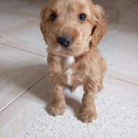 Cani cocker espaniel